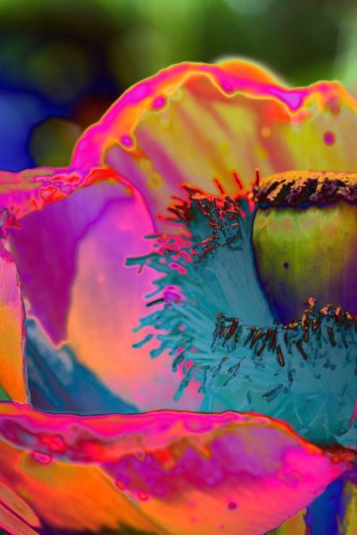 Mohn1
