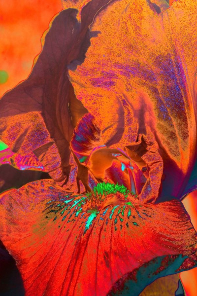 Orchidee5