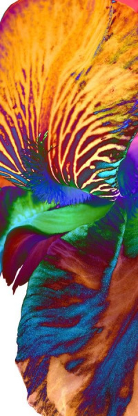 Orchidee3
