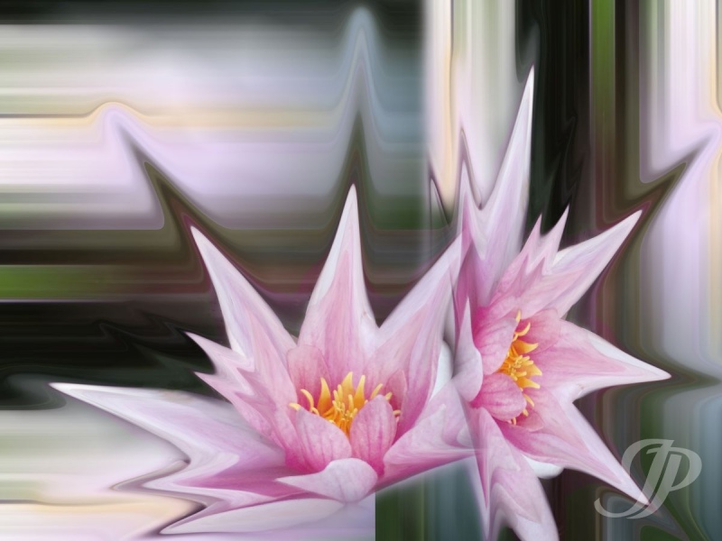Nr. 16 waterlily