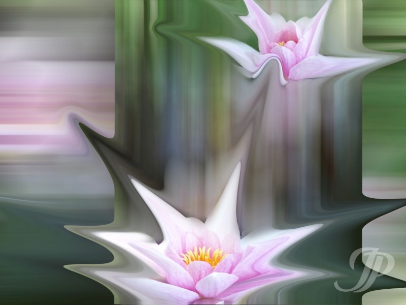 Nr. 16 waterlily1