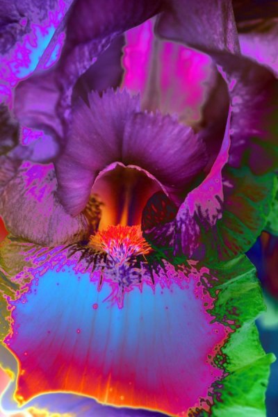 Orchidee7