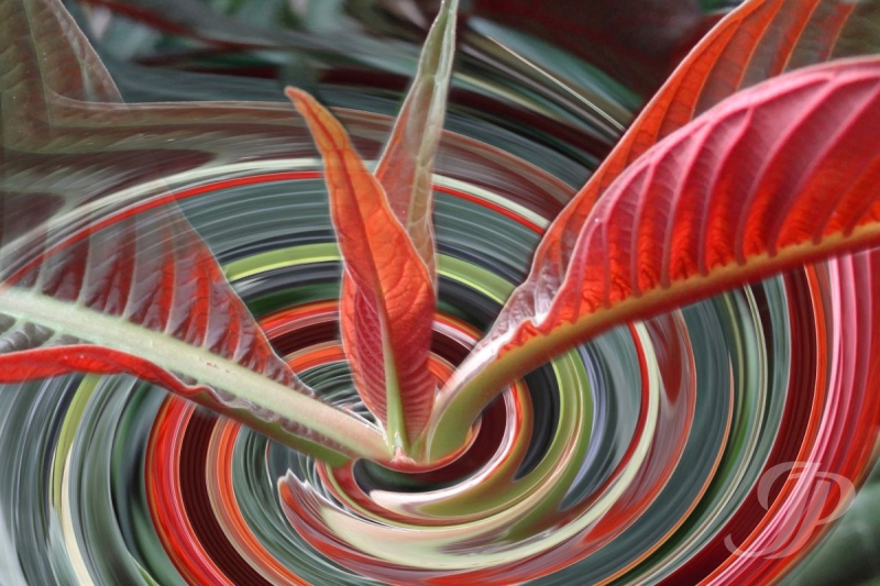 Nr. 1 swirl