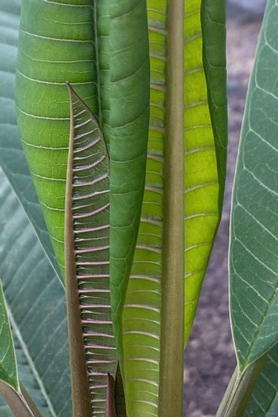 PBO frangipani