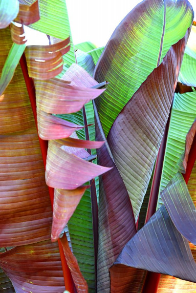 PBO palm