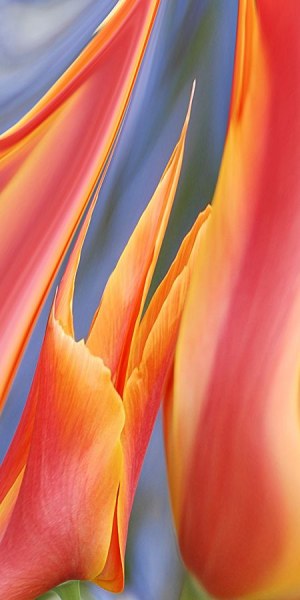 B tulpe